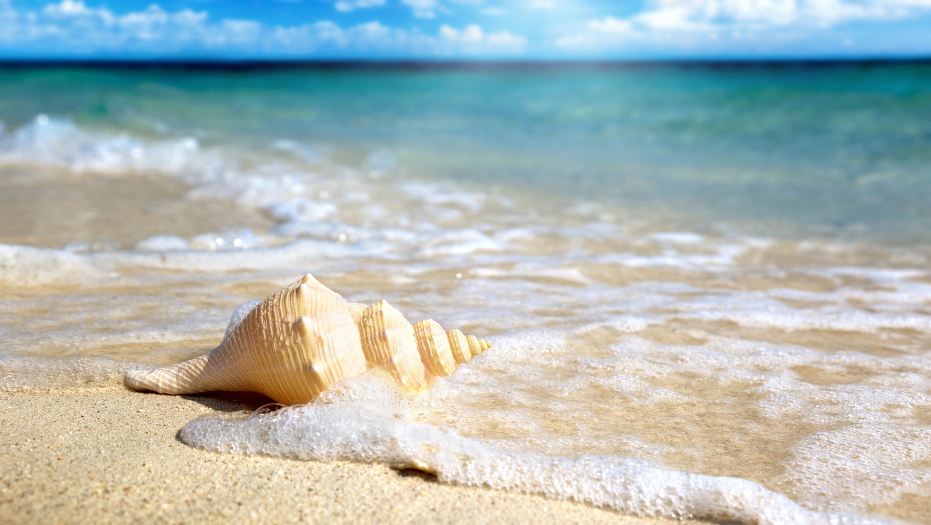 beach shells